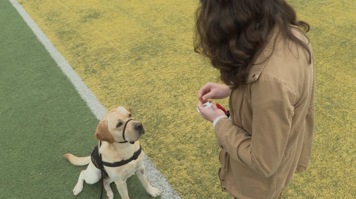 Retrieving Freedom service dog in training